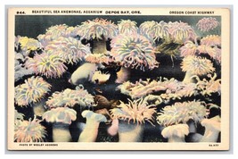 Sea Anemonae at Aquarium Depoe Bay Oregon OR UNP Linen Postcard N26 - £4.57 GBP