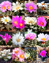 Rare Ariocarpus Variety Mix @ Living Rock Stone Plant Cactus Seed Cacti 10 Seeds - £7.18 GBP
