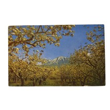 Postcard Annual Cherry Day Celebration Paonia Colorado City Park Chrome Unposted - £5.44 GBP