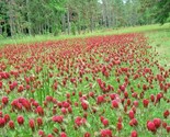 1000 Seeds Crimson Clover Seeds Groundcover Food Plot Native Wildflower ... - $8.99