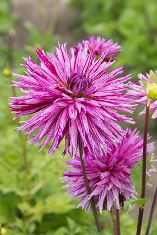 Striped Ambition Dahlia - Dinnerplate Fimbriata Flower - #1 Size Root Clump - $31.99