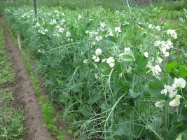 Telephone Tall Pea - 10+ Seeds - Semillas - Graines - Samen H 001 - $86.01 MXN