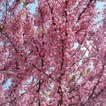 USA SELLER New 20 Eastern Redbud Tree Cercis Canadensis Pink Flowering Native Tr - $14.90