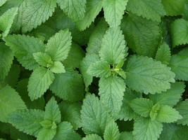 ArfanJaya 500 Lemon Balm Seeds (Melissa Officinalis) Nongmo Variety - £6.99 GBP