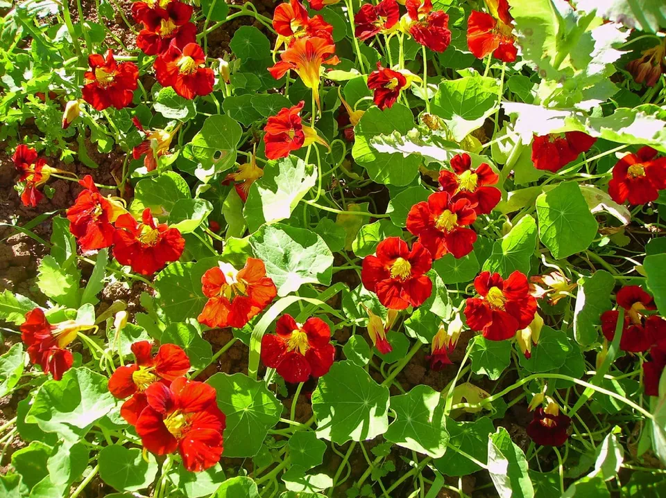 Empress Of India Black Velvet Tropaeolum Nanum Heirloom 5 Seeds Fresh - $8.58