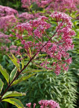Joe Pye Weed Spotted Perennial Fall Planting Pollinators Butterflies 300 Seeds - £7.93 GBP