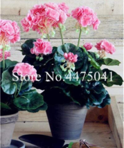 100  pcs Geranium Bonsai, Perennial Fleur Graine Geranium Flowers,Pelargonium Pe - £21.89 GBP