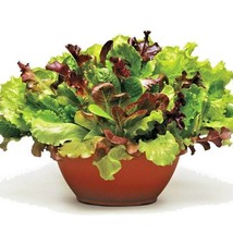 USA Seller 1 Oz Gourmet Leaf Lettuce Blend Seeds Organic Mixed Salad Greens 7 Va - $26.00