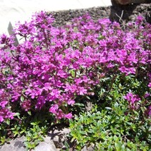 USA Seller Mpb#8 Creeping Thyme Seeds Ground Cover Perennial 1000 Seeds - £13.77 GBP