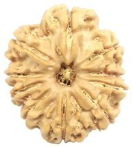 10 Mukhi Rudraksha - Nepal - 22.92 mm - IGL Certified - $123.75