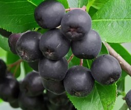 3pc Black chokeberry &quot;Aronia melanocarpa&quot; 4 to 6 inch Live Starter Plant - £28.66 GBP
