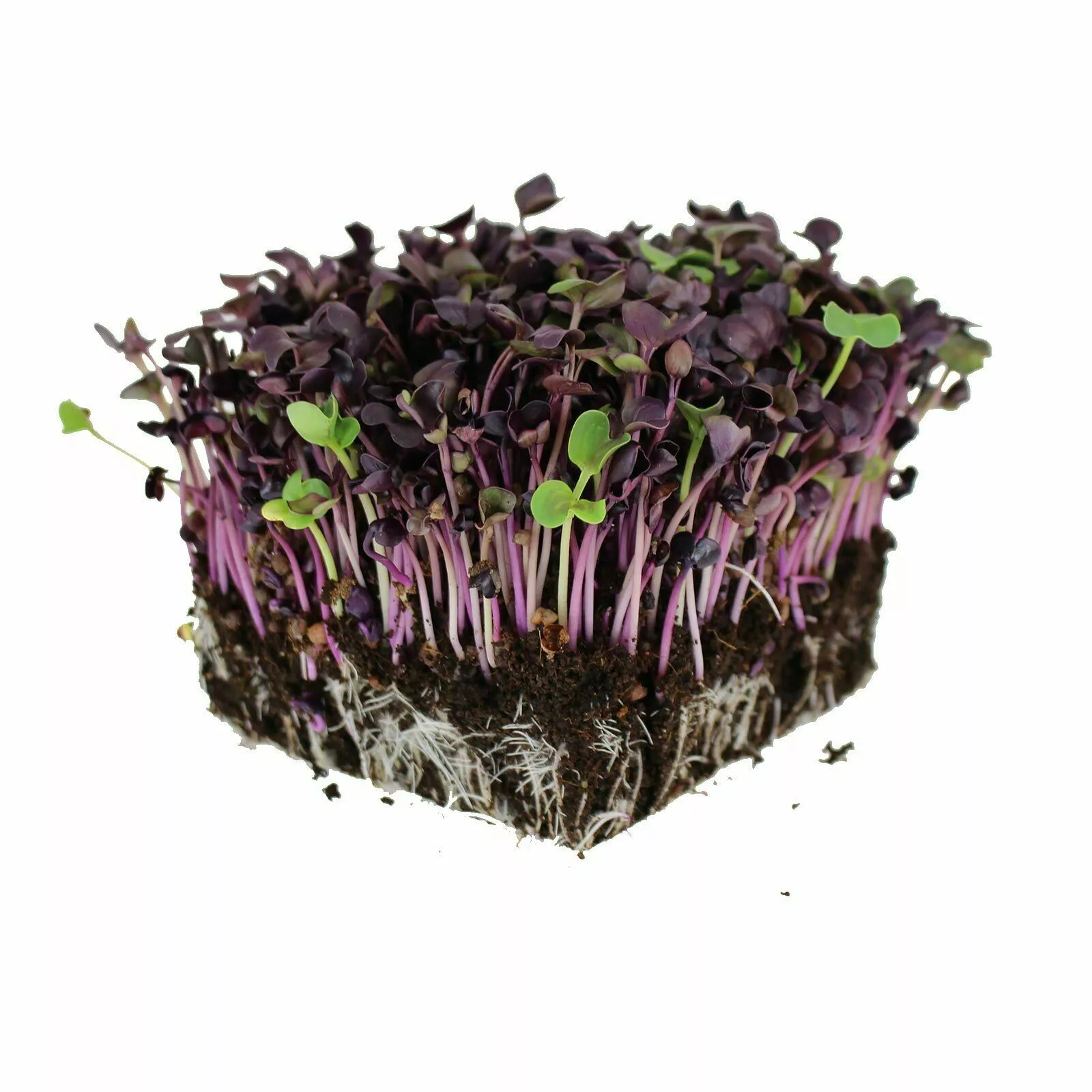 90+  Organic Rambo Purple Radish MICROGREEN Seeds Non-GMO Heirloom Sprouts - $5.00