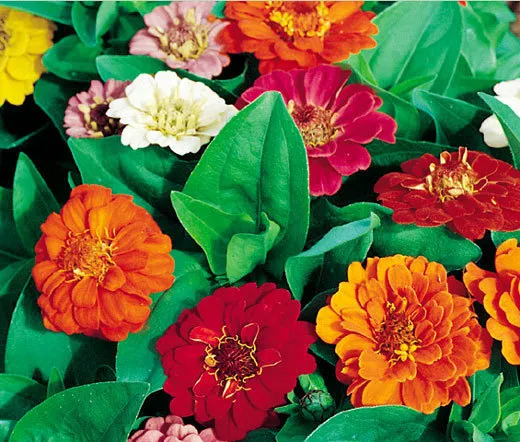 Zinnia Thumbelina Dwarf Mixed Colors Zinnia Elegans 10000 Bulk Seeds Fresh Seeds - $299.98