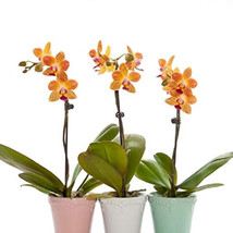 100PCS Mini Orchid Seeds - $8.98