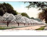 Oxford Street View Magnolias in Bloom Rochester New York NY UNP UDB Post... - $3.91