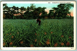 Farmer in Pineapple Field in Florida FL UNP WB Agriculture Postcard I8 - £5.07 GBP