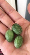 “ 10 seeds Melothria scabra Cucamelon Mouse Melon Seeds GIM “ - £17.31 GBP