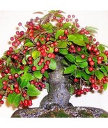 10 Seeds Super Sweet Bonsai Cherry Fruits - $10.00