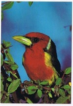 Animal Postcard Exotic Bird Red Black Bird - $2.96