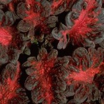 Coleus Black Dragon Fresh Seeds Fast Shipping - $17.49