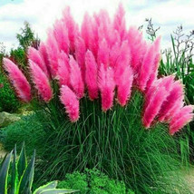 Pink Pampas Grass Perennial Flowering Garden Plant 200 Seeds - £7.25 GBP