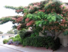 Silktree (Albizia julibrissin). Mimosa, Persian Acacia - £18.34 GBP