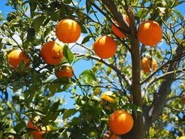 New Fresh 20 Tangerine Mandrin Orange Citrus Reticulata Fruit Tree Seeds - $15.20