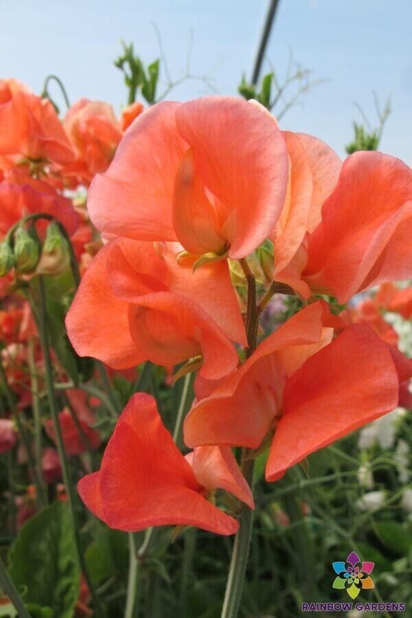RD 50+ Maloy Sweet Pea Seeds for Garden Planting  - $5.15