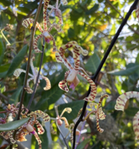 2 cuts Scorpion Vanda Orchid 7+  height cut Arachnis Rare &amp; Exotic orquide - $731.79 MXN