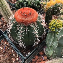 Melocactus matanzanus Cactus Seeds Fresh Seeds - £9.18 GBP