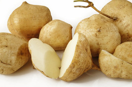 40 Jicama Seeds | Mexican Yam Bean | NonGmo Root Potato, Tuber Vegetable, Fruit - £3.85 GBP