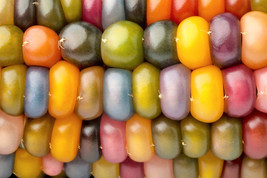 New Fresh Seeds 30 Glass Gem Corn Mixed Colors Ornamental Edible Zea May... - $14.90