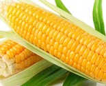 500 Seeds Sweet Golden Bantam Corn Seeds Heirloom Organic Non Gmo Fresh ... - £22.26 GBP