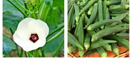 Okra Seeds Emerald Okra Vegetable 200+ Fresh Garden Seeds  - £22.36 GBP