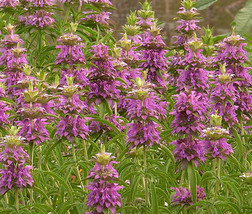 seeds lemon mint bee balm monarda citriodora - 5,000 bulk - £18.67 GBP