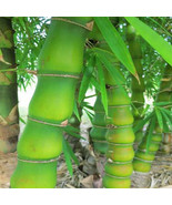 Bambusa ventricosa Buddauchauch bamboo - £3.12 GBP