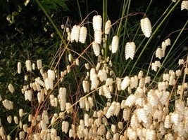 100 Quaking Grass Rattlesnake Grass Briza Maxima Seeds Fresh Seeds - $13.60