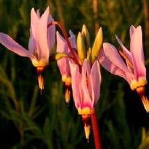 USA Seller 25 Dodecatheon Media Pink Midland Shooting Star Perennial Flower Seed - $21.51