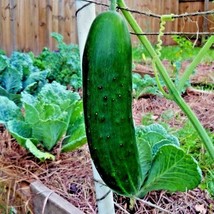 40 Beit Alpha Cucumber Seeds Organic Self Pollinating Greenhouse Summer ... - $135.91 MXN