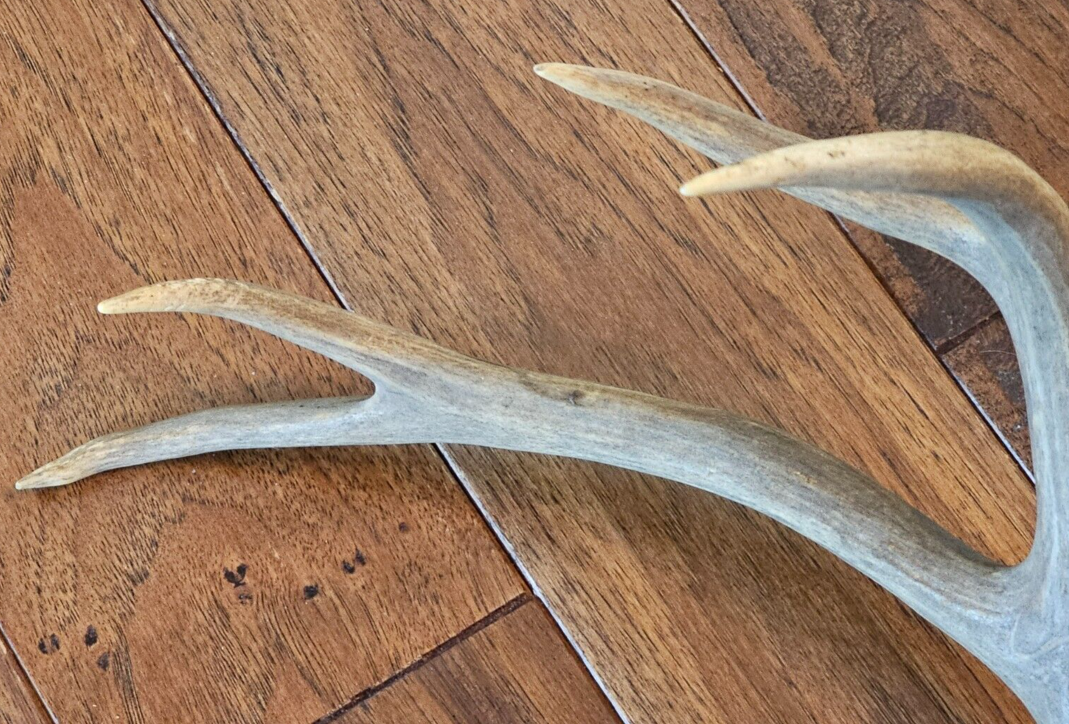 22" wide 4x4 Colorado MULE DEER RACK antlers whitetail mount sheds taxidermy Item image 7