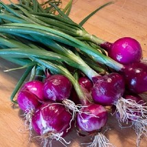 USA SELLER 250 Red Purplette Onion Seeds Mini Onion - $20.70