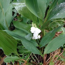 10 Lily Of The Valley Bare Root Plants Organic Usa Fast Shipping - £17.52 GBP