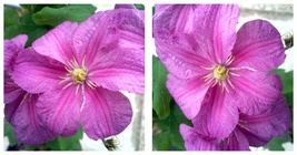 Comtesse de Bouchard Clematis Vine- One of the Most Poplular Clematis - ... - £36.95 GBP