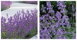 Quart Pot - Little Trudy Catmint Perennial - Nepeta - Live Plant - £38.53 GBP