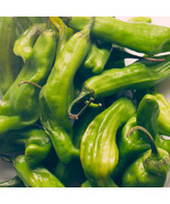 MBK Detroit Red Beets Seed 250 Seeds Wa Fast Ship - $309.92 MXN