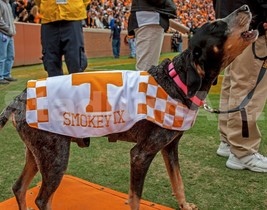 UT Tennessee Vols Smokey Mascot Photo Volunteers Neyland 48x36-8x10 CHOICES - £19.53 GBP+