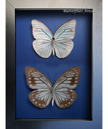 Pearl Blue Wanderer Pareronia Tritaea Pair Butterfly Framed Entomology S... - $89.99