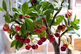 10 Dwarf Cherry Tree Self- Fertile Fruit Tree Bonsai Seeds - $133.21 MXN