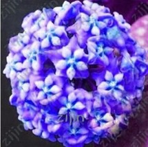 Ball Orchid Flower Seed Seeds Plant Hoya Carnosa Flower Plant Garden Beautiful U - $10.87