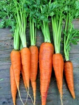 BStore 400 Seeds Danvers Carrot Seeds Organic Heirloom Vegetable Garden Containe - £6.75 GBP